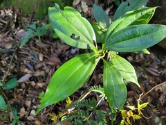 Cryptocarya chinensis