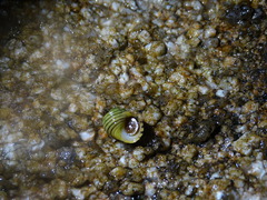 Littorina