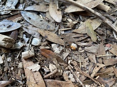 Camponotus floridanus