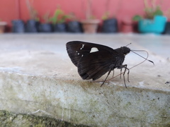 Notocrypta feisthamelii