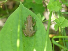 Pseudacris maculata