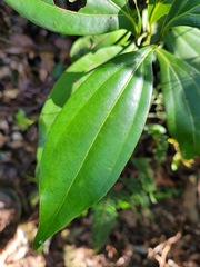 Cryptocarya chinensis