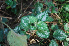 Lamium galeobdolon argentatum