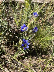 Gentiana parryi