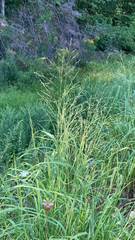 Panicum virgatum