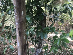 Cinnamomum osmophloeum