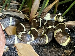 Lampropeltis californiae