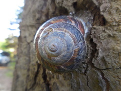 Helix lucorum