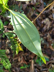Cryptocarya chinensis