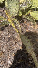Opuntia littoralis
