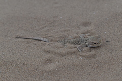 Phrynocephalus mystaceus