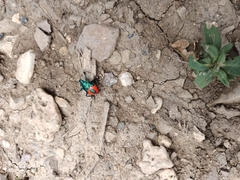 Euthyrhynchus floridanus