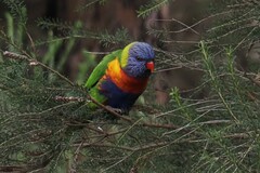 Trichoglossus moluccanus