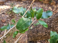 Ochna natalitia