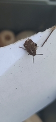 Bruchinae