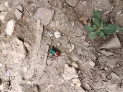 Euthyrhynchus floridanus