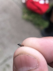 Prenolepis imparis