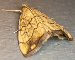 Evergestis pallidata