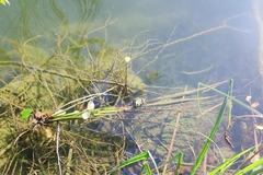 Pelophylax ridibundus