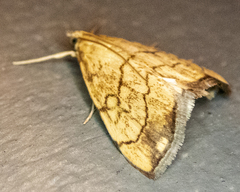 Evergestis pallidata