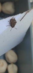 Bruchinae