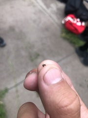 Prenolepis imparis