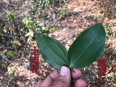 Cinnamomum osmophloeum