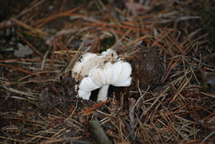 Amanita vaginata