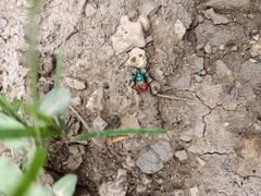 Euthyrhynchus floridanus