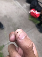 Prenolepis imparis