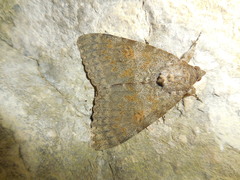 Catocala elocata