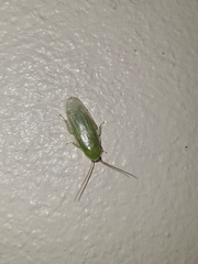 Panchlora