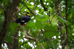 Gracula religiosa