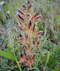 Wachendorfia multiflora