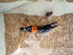 Carcinophora americana