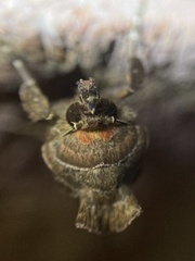 Autographa precationis