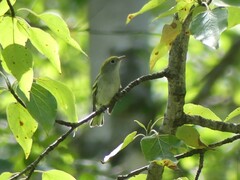 Setophaga pensylvanica