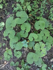 Asarum canadense