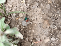 Euthyrhynchus floridanus