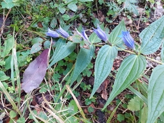 Gentiana asclepiadea