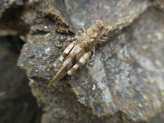 Oedipoda germanica