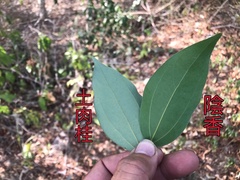 Cinnamomum osmophloeum