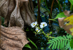 Sagittaria platyphylla