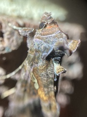 Autographa precationis