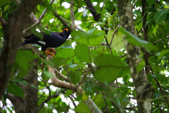 Gracula religiosa