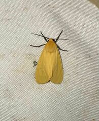 Pareuchaetes insulata