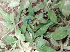 Euthyrhynchus floridanus