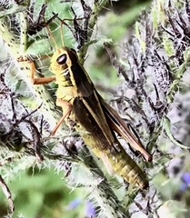 Melanoplus bivittatus