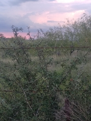 Berberis trifoliolata