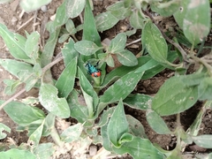 Euthyrhynchus floridanus